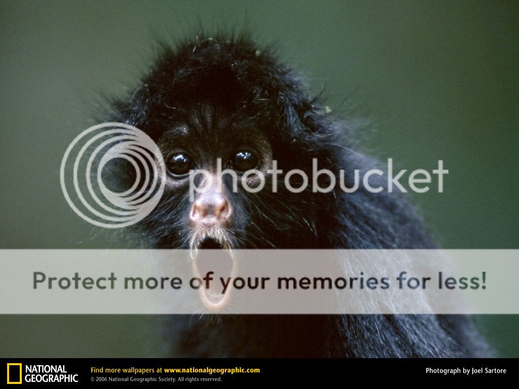 Scared-monkey Photo by avatar87 | Photobucket