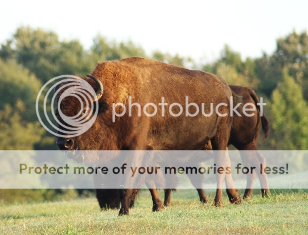 IMAGE: http://i412.photobucket.com/albums/pp203/ducklabdad/044-1.jpg