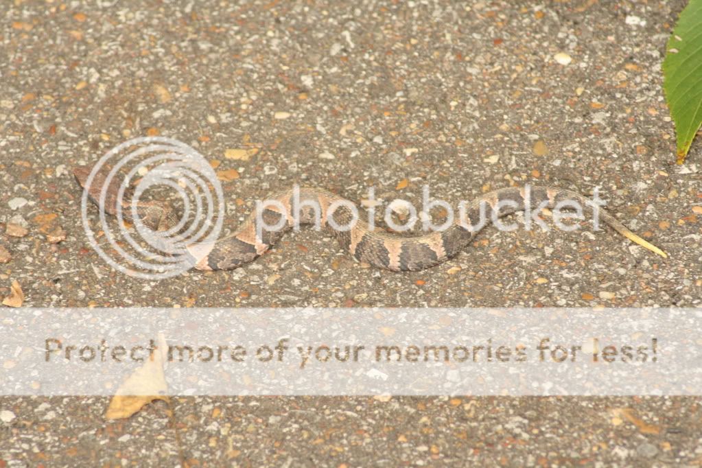 IMAGE: http://i412.photobucket.com/albums/pp203/ducklabdad/058.jpg