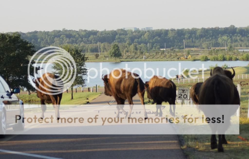 IMAGE: http://i412.photobucket.com/albums/pp203/ducklabdad/069-1.jpg