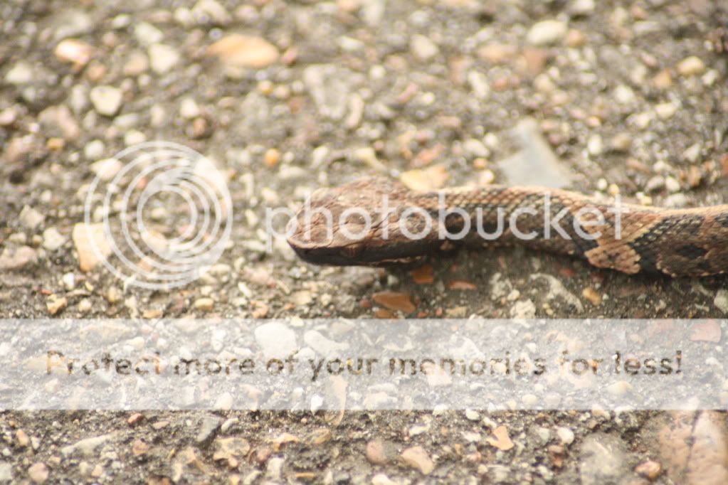 IMAGE: http://i412.photobucket.com/albums/pp203/ducklabdad/069-2.jpg