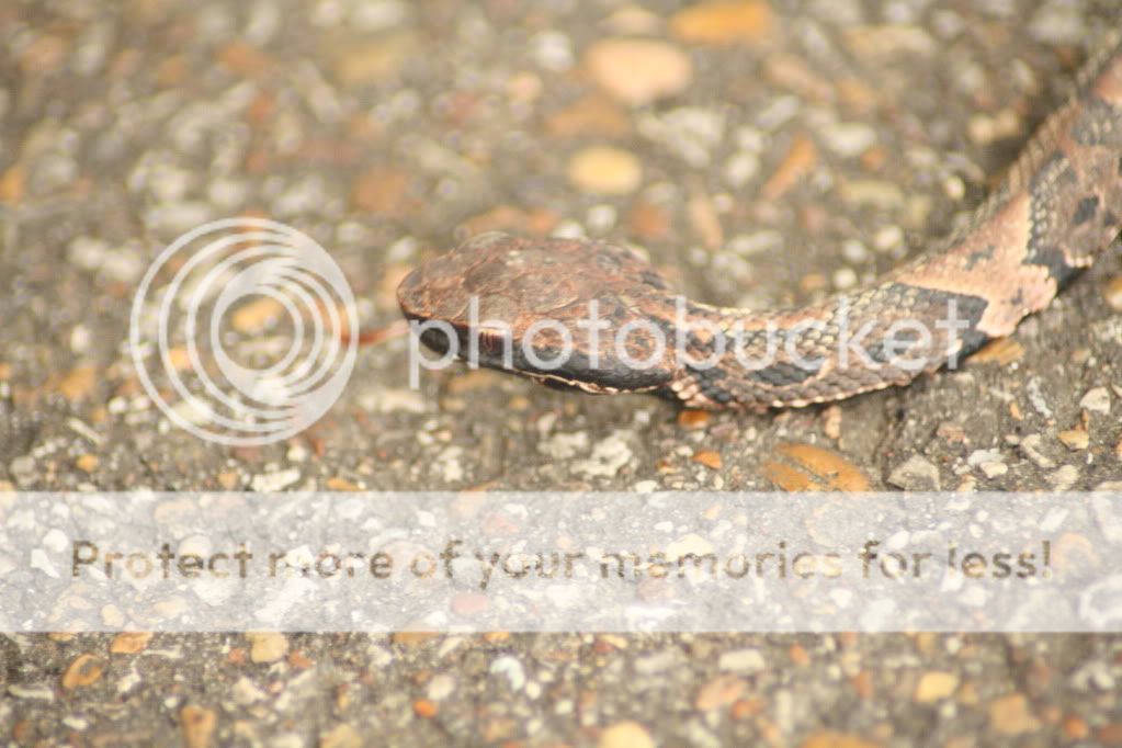 IMAGE: http://i412.photobucket.com/albums/pp203/ducklabdad/070.jpg