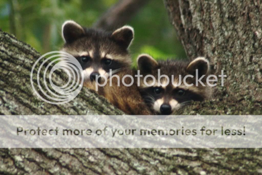 IMAGE: http://i412.photobucket.com/albums/pp203/ducklabdad/078-1.jpg