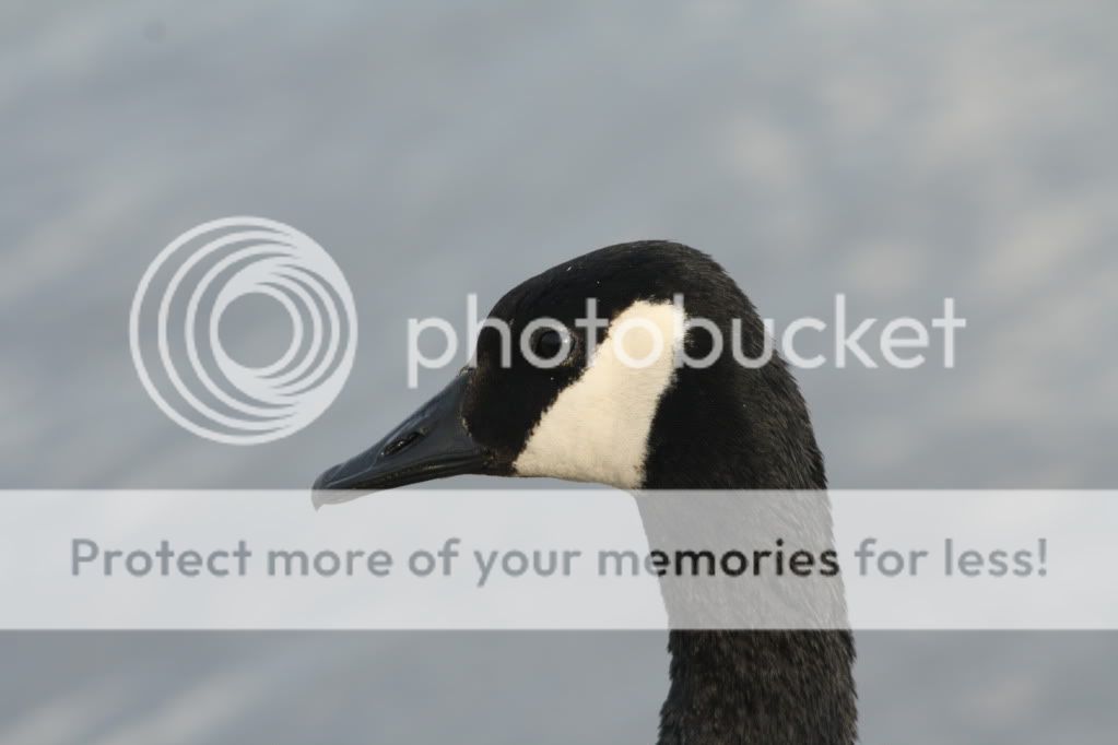 IMAGE: http://i412.photobucket.com/albums/pp203/ducklabdad/080-Copy4.jpg