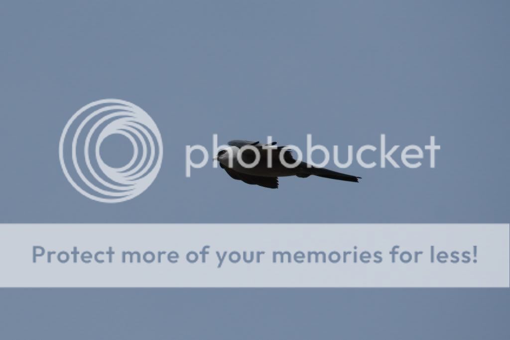 IMAGE: http://i412.photobucket.com/albums/pp203/ducklabdad/130.jpg