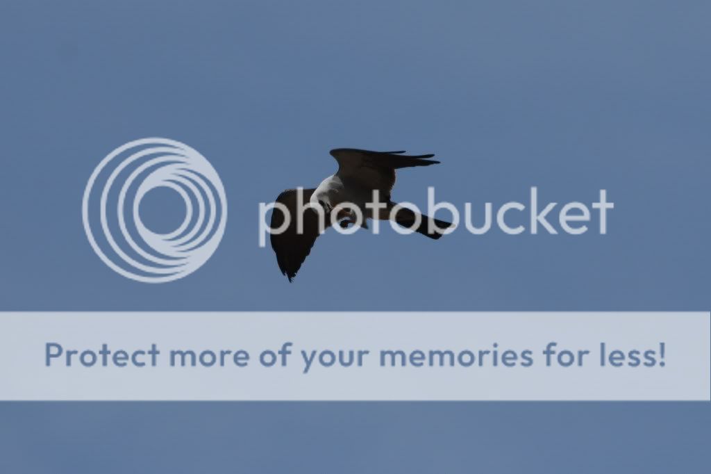 IMAGE: http://i412.photobucket.com/albums/pp203/ducklabdad/135.jpg