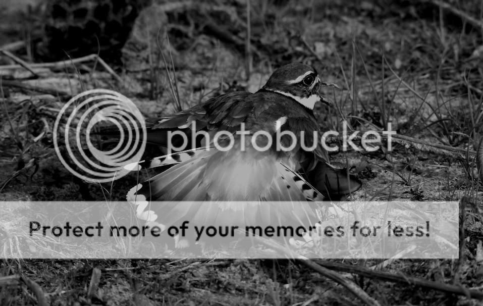 IMAGE: http://i412.photobucket.com/albums/pp203/ducklabdad/190-1-1-1.jpg