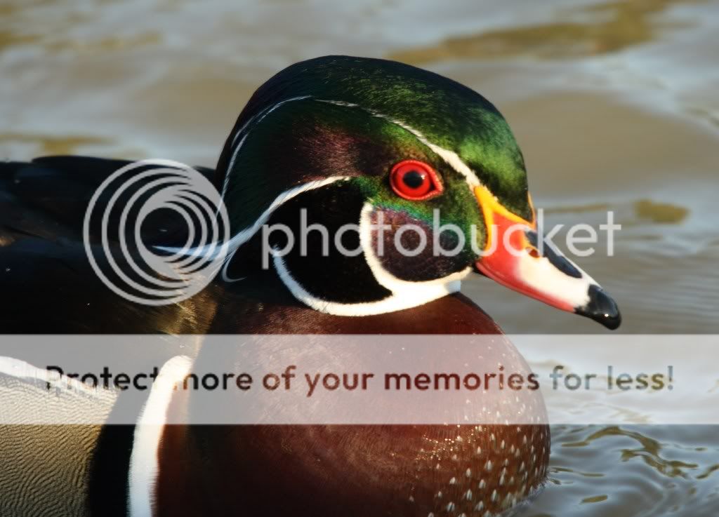 IMAGE: http://i412.photobucket.com/albums/pp203/ducklabdad/208-3.jpg