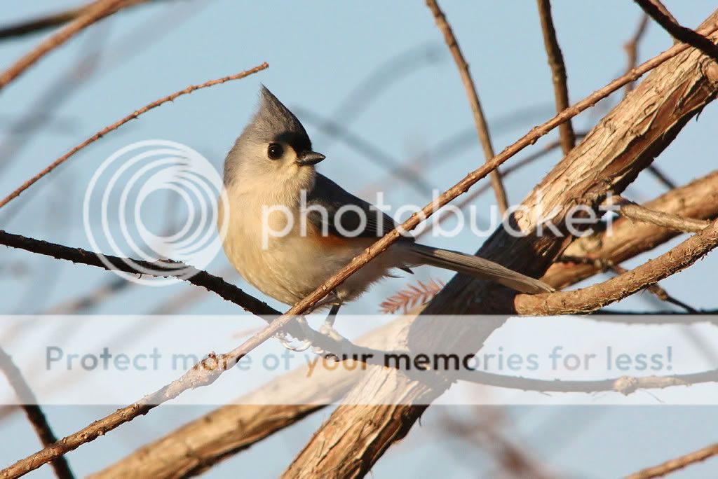 IMAGE: http://i412.photobucket.com/albums/pp203/ducklabdad/IMG3651-X21.jpg