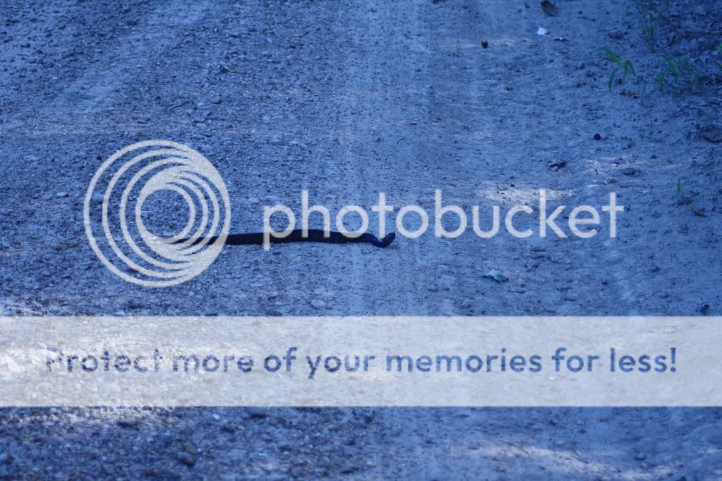 IMAGE: http://i412.photobucket.com/albums/pp203/ducklabdad/IMG_1770.jpg