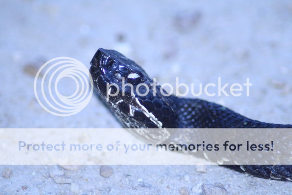 IMAGE: http://i412.photobucket.com/albums/pp203/ducklabdad/IMG_1776.jpg