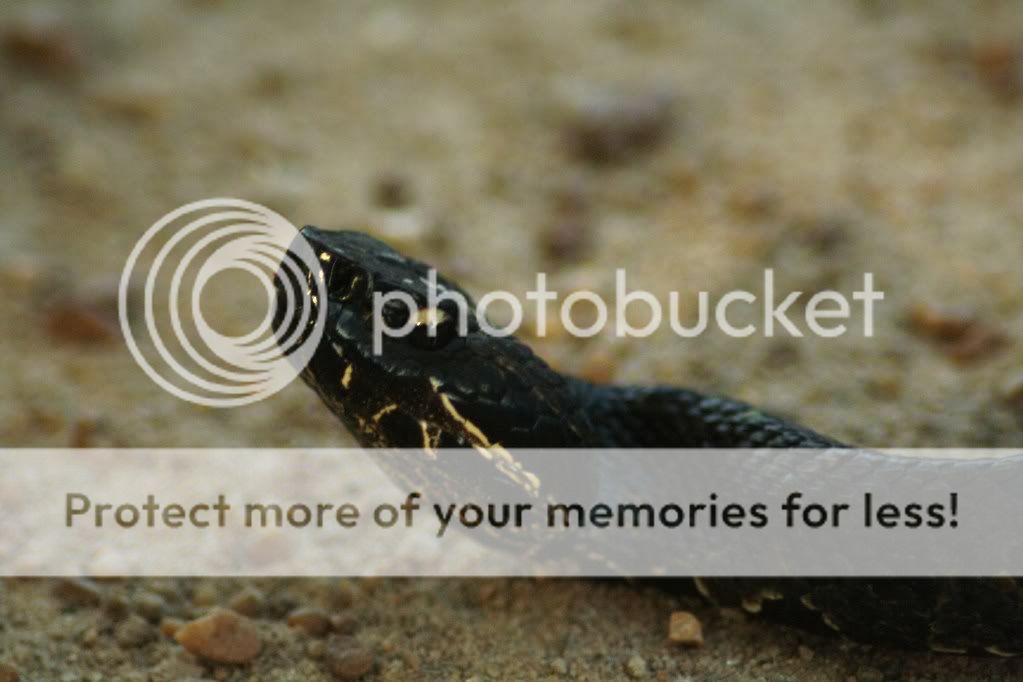 IMAGE: http://i412.photobucket.com/albums/pp203/ducklabdad/IMG_1778.jpg