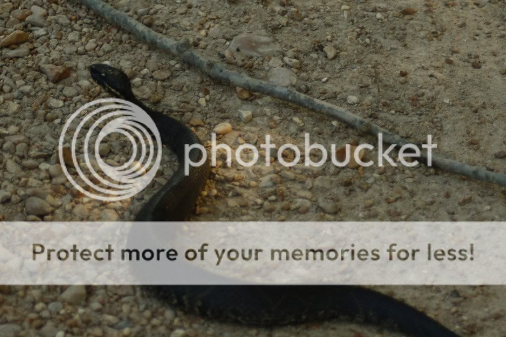 IMAGE: http://i412.photobucket.com/albums/pp203/ducklabdad/IMG_1783.jpg