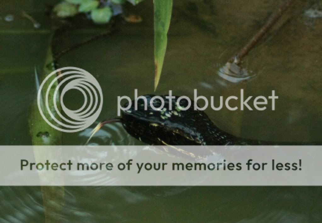 IMAGE: http://i412.photobucket.com/albums/pp203/ducklabdad/IMG_1790.jpg