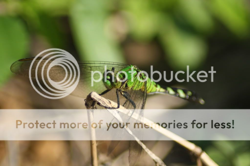 IMAGE: http://i412.photobucket.com/albums/pp203/ducklabdad/IMG_1795.jpg