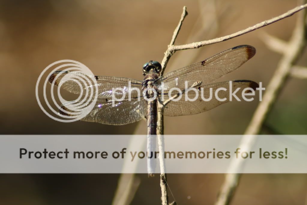 IMAGE: http://i412.photobucket.com/albums/pp203/ducklabdad/IMG_1833.jpg