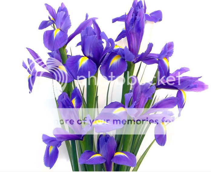 1177989819-266-1.jpg picture by Normita71