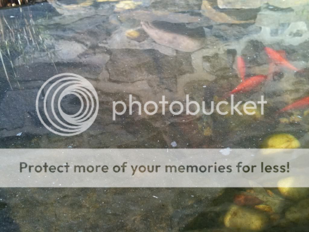 Oily white film on pond surface Garden Pond Forums