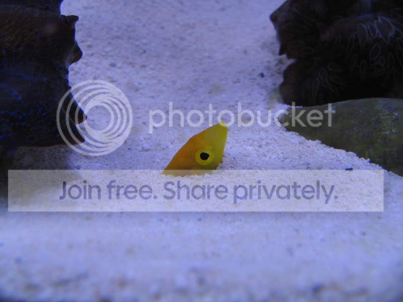 yellow coris wrasse care
