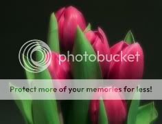 thumb_tulips2.jpg
